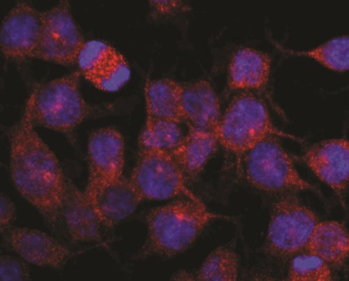 Anti-Kinesin Heavy Chain Purified