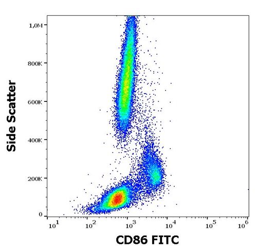 Anti-Hu CD86 FITC