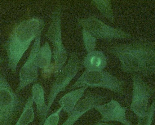 Anti-beta Tubulin Alexa Fluor<sup>®</sup> 488