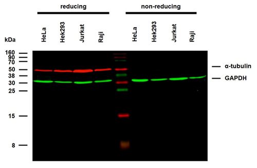 Anti-alpha-Tubulin Purified