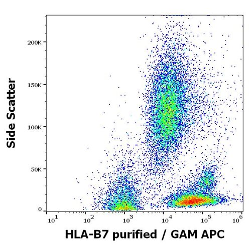 Anti-HLA-B7 Purified