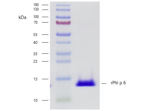 rPhl p 6 (Phleum pratense 6.0101)