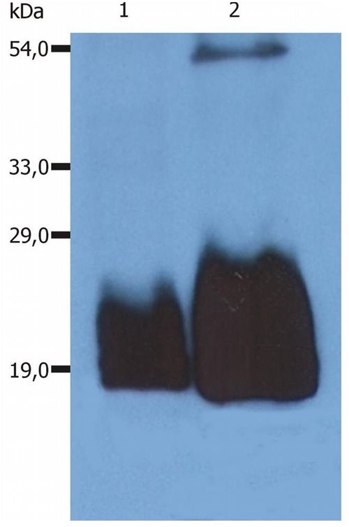 Anti-Hu CD59 Purified