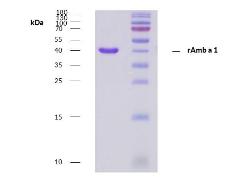 rAmb a 1 (Ambrosia artemisiifolia 1.0101)