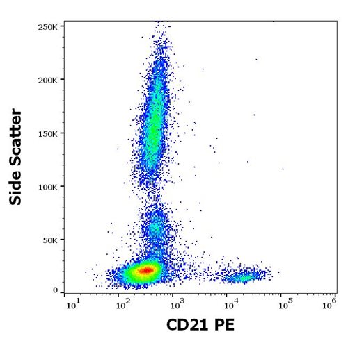 Anti-Hu CD21 PE