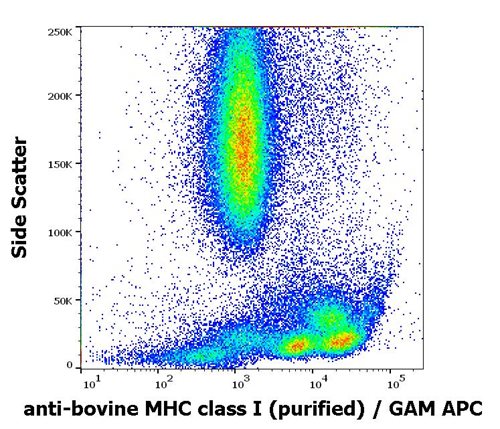 Anti-MHC Class I (α+β2m chains) Purified