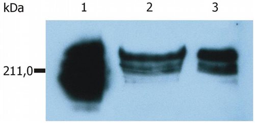 Anti-Hu CD45RA Purified