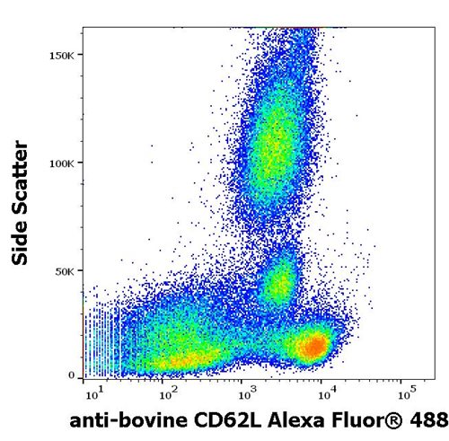 Anti-Bov CD62L Alexa Fluor<sup>®</sup> 488