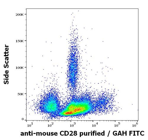 Anti-Ms CD28 Purified