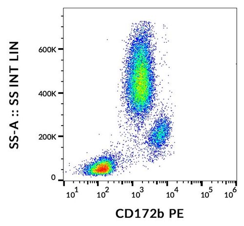 Anti-Hu CD172b PE