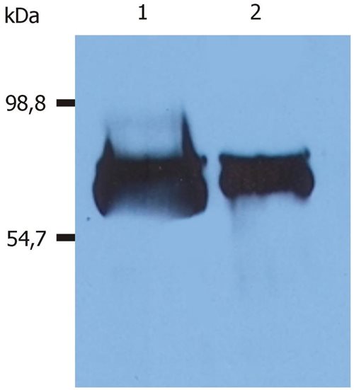 Anti-Hu Albumin Purified