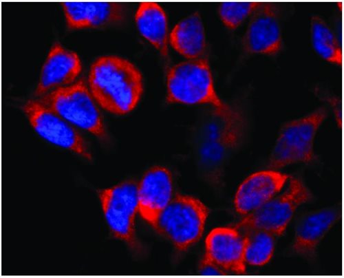 Anti-Kinesin Heavy Chain Purified
