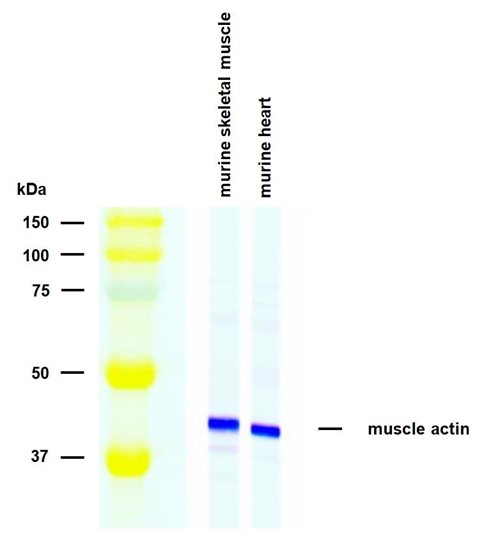 Anti-Actin (muscle) Alexa Fluor<sup>®</sup> 488