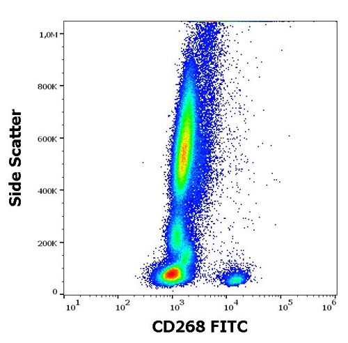 Anti-Hu CD268 FITC