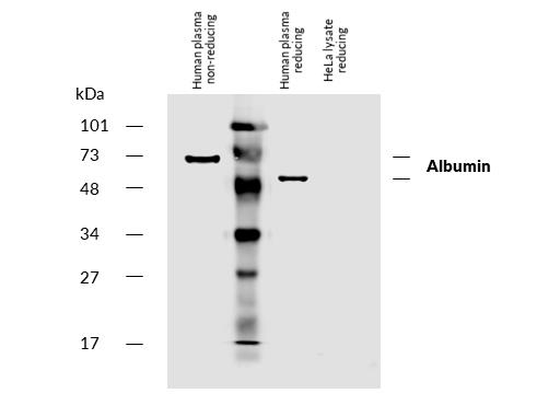 Anti-Hu Albumin Biotin