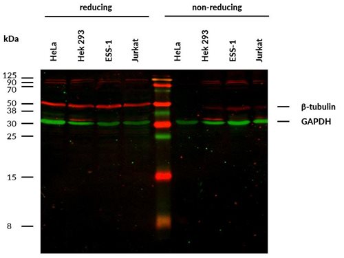 Anti-beta-Tubulin Purified