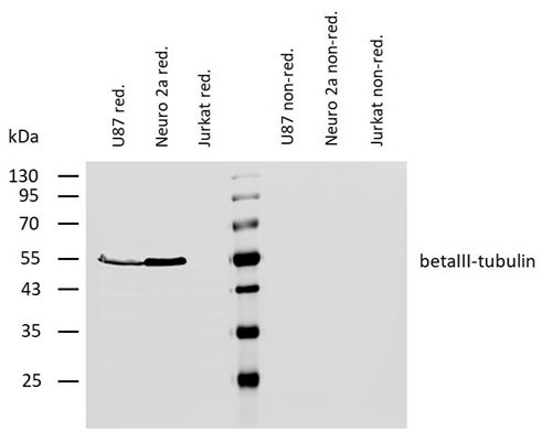 Anti-betaIII-Tubulin Purified