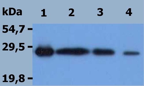 Recombinant mouse NTAL / LAB