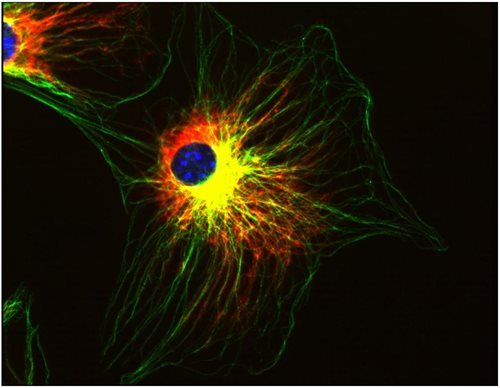 Anti-alpha-Tubulin Purified