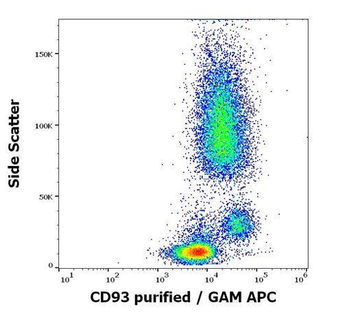 Anti-Hu CD93 Purified