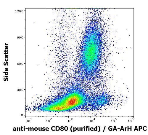 Anti-Ms CD80 Purified