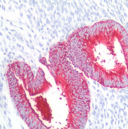 Anti-Hu CD15 Purified