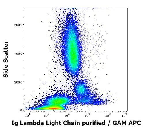 Anti-Hu Ig Lambda Light Chain Purified