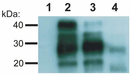 Anti-Hu CD230 / Prion Purified