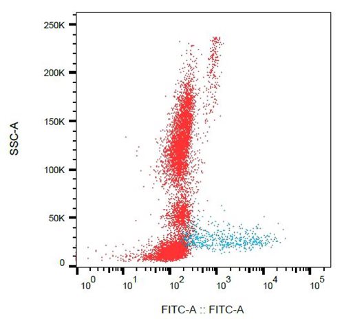 Anti-Hu CD138 FITC