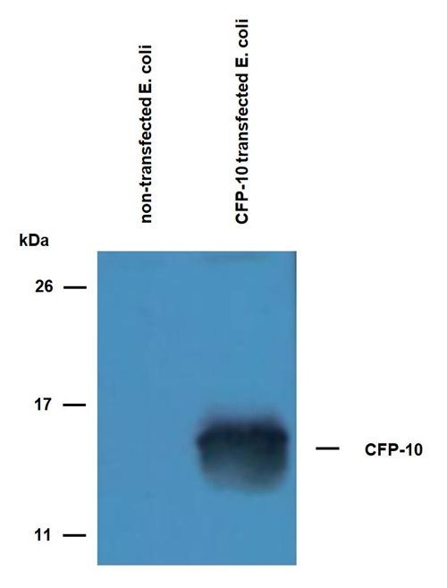 Anti-CFP-10 (M. tuberculosis) Purified