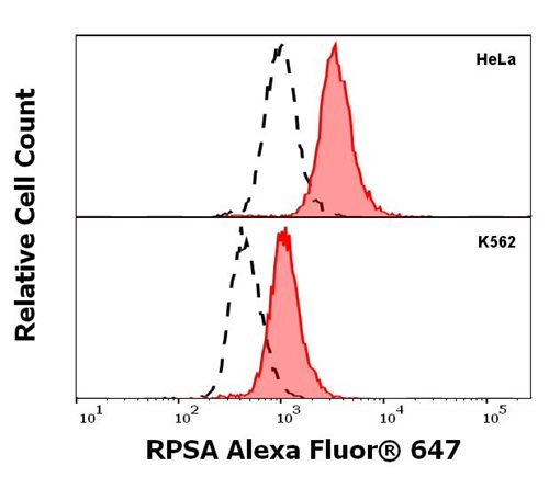 Anti-RPSA Alexa Fluor<sup>®</sup> 647