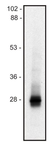 Anti-Ms Lime1 Purified