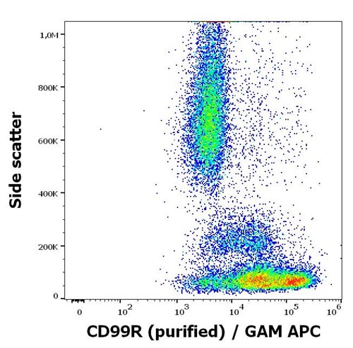 Anti-Hu CD99R Purified