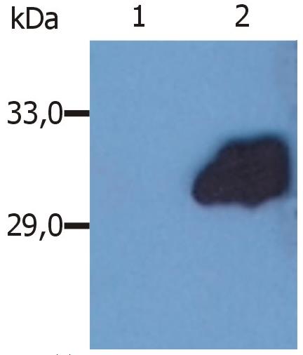 Anti-SOCS3 Purified