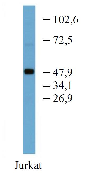 Anti-TFG Purified