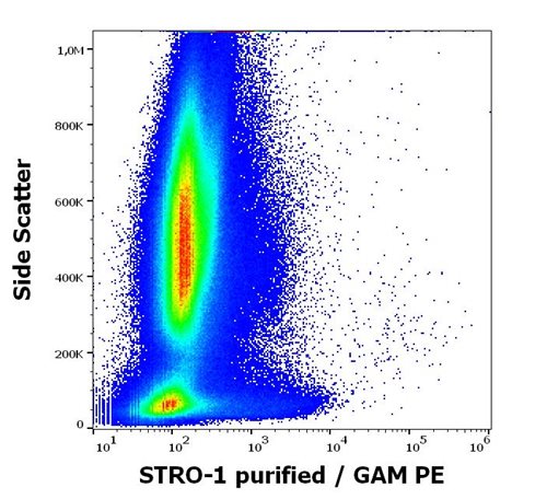 Anti-Hu STRO-1 Purified