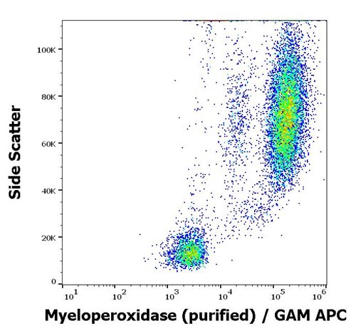 Anti-Hu Myeloperoxidase Purified