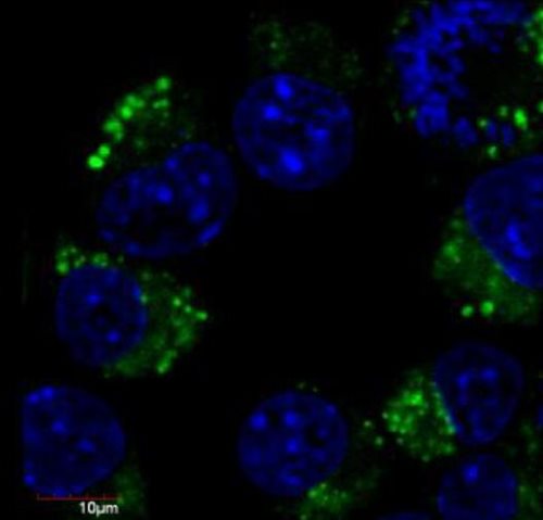 Anti-betaIII-Tubulin FITC