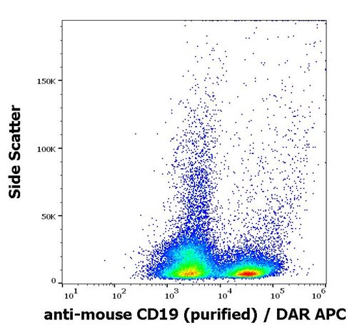 Anti-Ms CD19 Purified