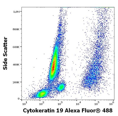 Anti-Cytokeratin 19 Alexa Fluor<sup>®</sup> 488
