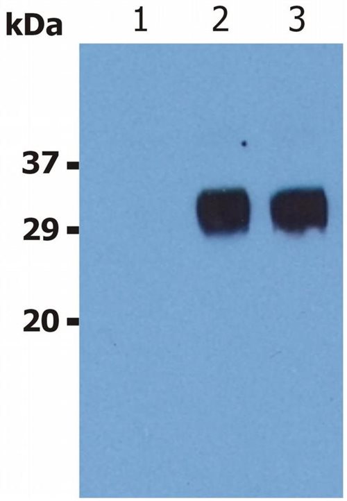 Anti-LST1 Purified