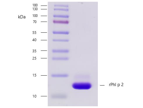 rPhl p 2 (Phleum pratense 2.0101)