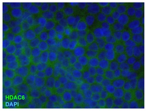 Anti-HDAC6 Purified